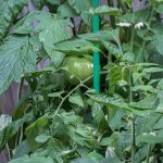 green garden stake