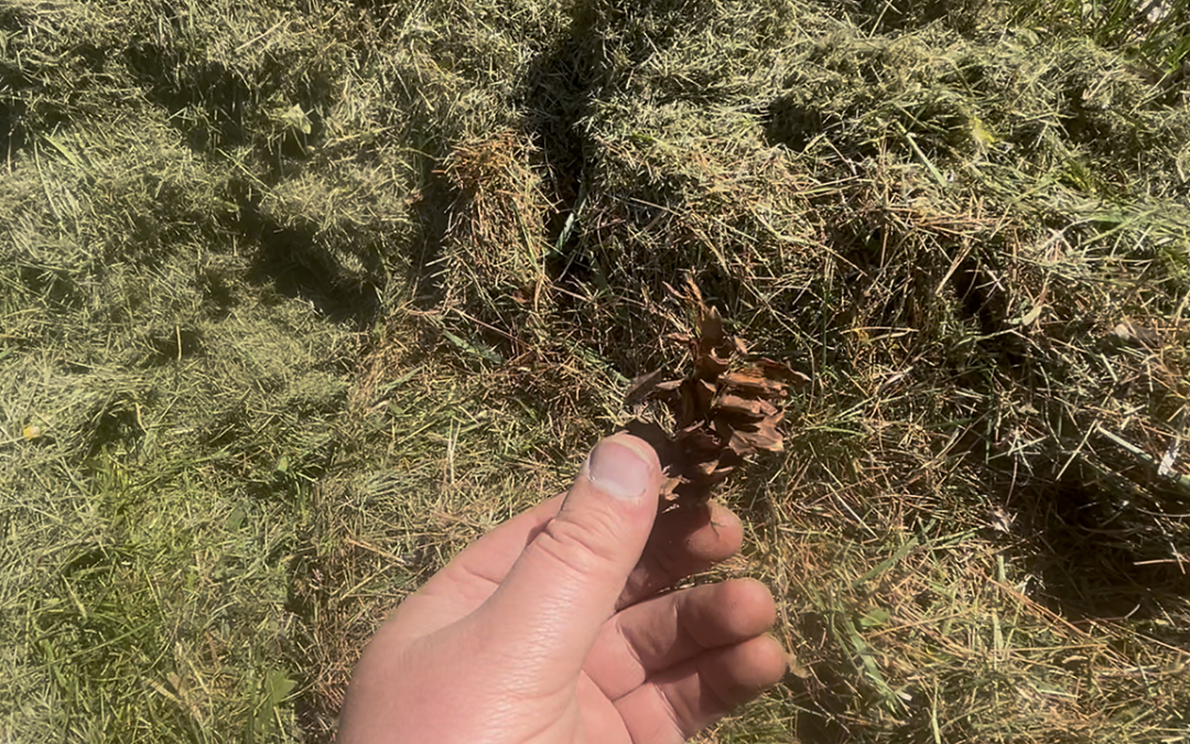 Mowing Around Acorns, Walnuts, Pine Cones, and Sweetgum Balls: Better Control for Difficult Fall Cleanup