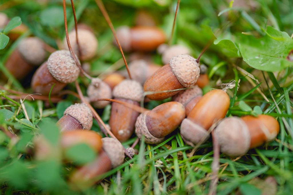 Acorns on lawn