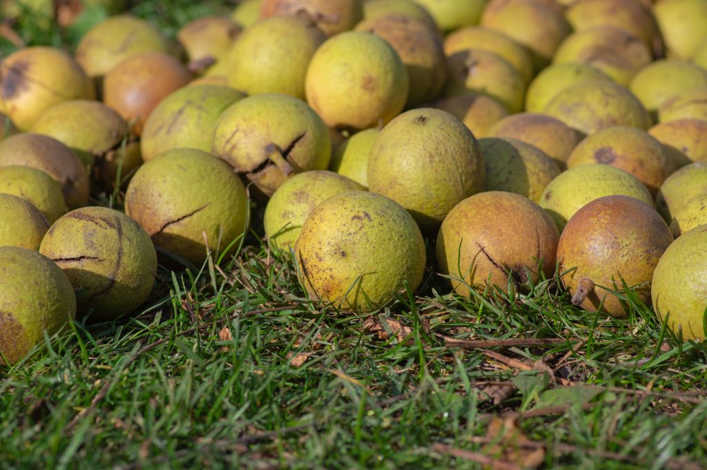 Black Walnuts on Lawn