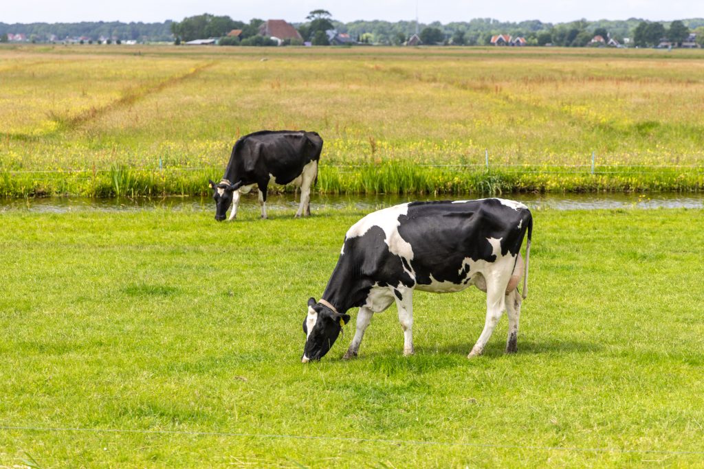 Cattle Pasture