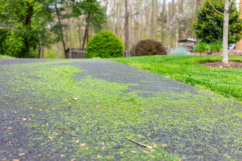 Grass in Street