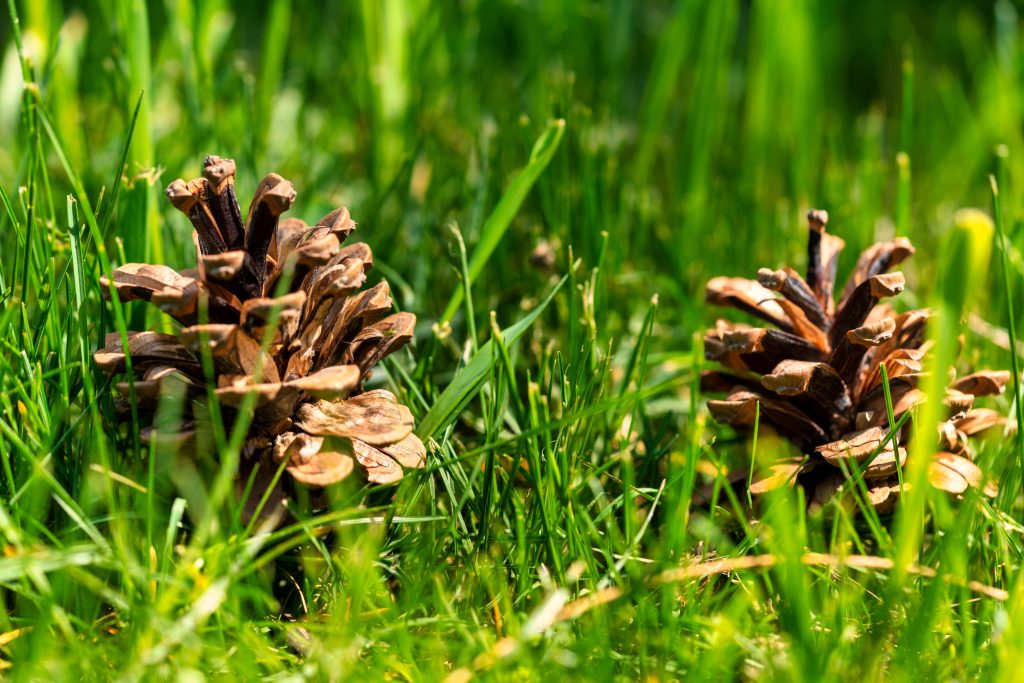 Pine Cones on Lawn