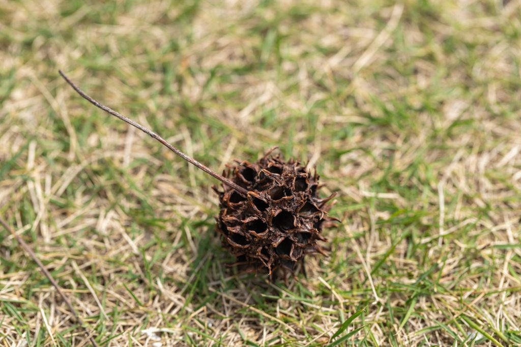 Sweetgum Ball on Lawn
